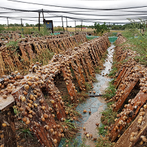 élevage d'escargots en extérieur sous un filet