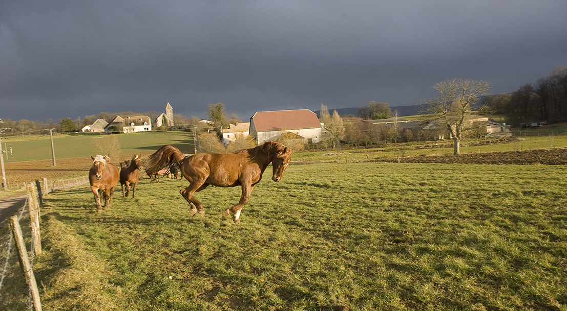 Cheval dans un pré