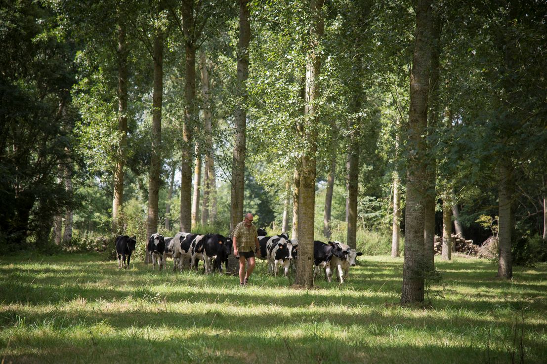 Crédits ci-après