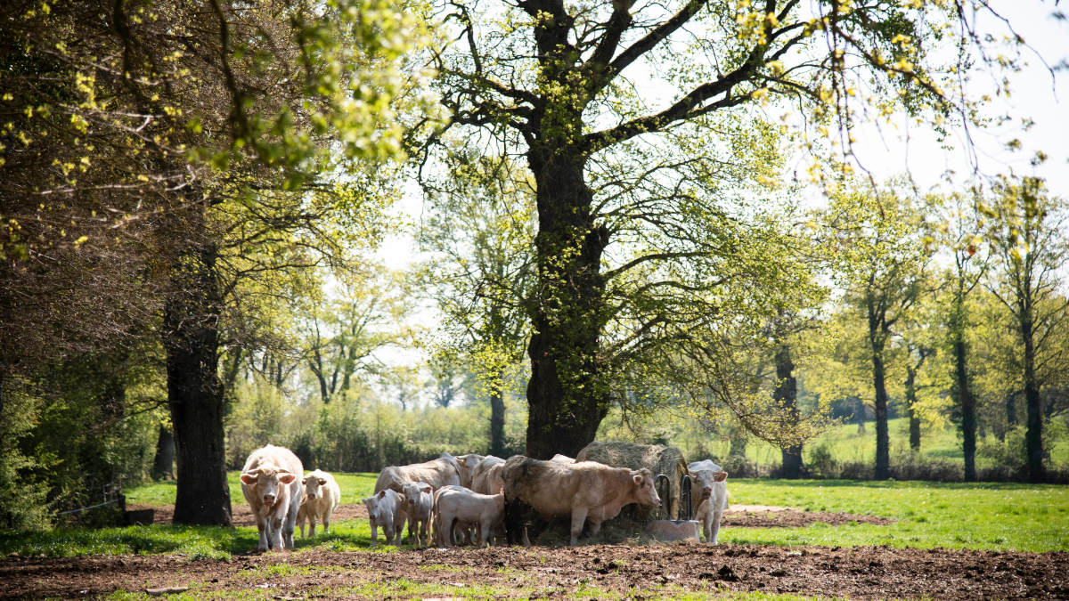 Bovins charolais en pature sous les arbres