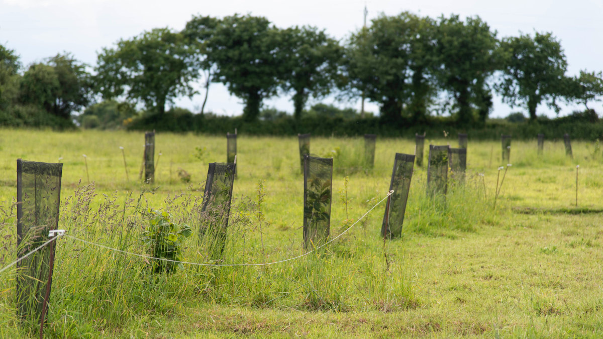 alignement de pousses d'arbre protégées dans un champs 