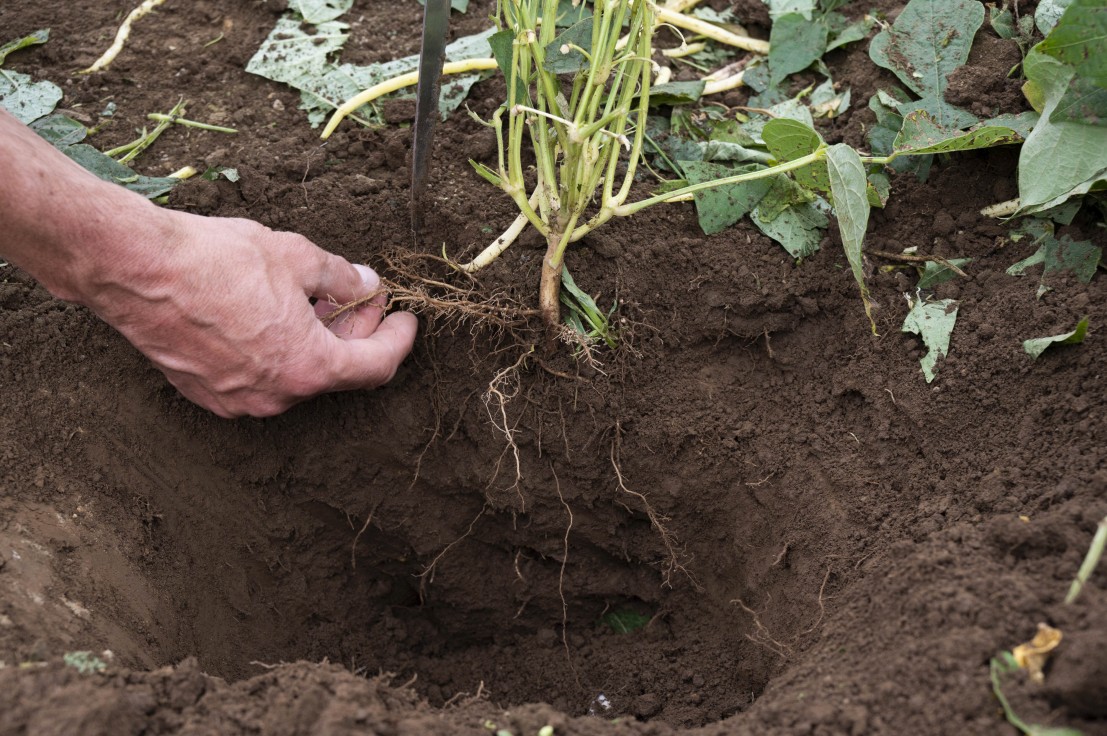 Racines d'un plant de haricots