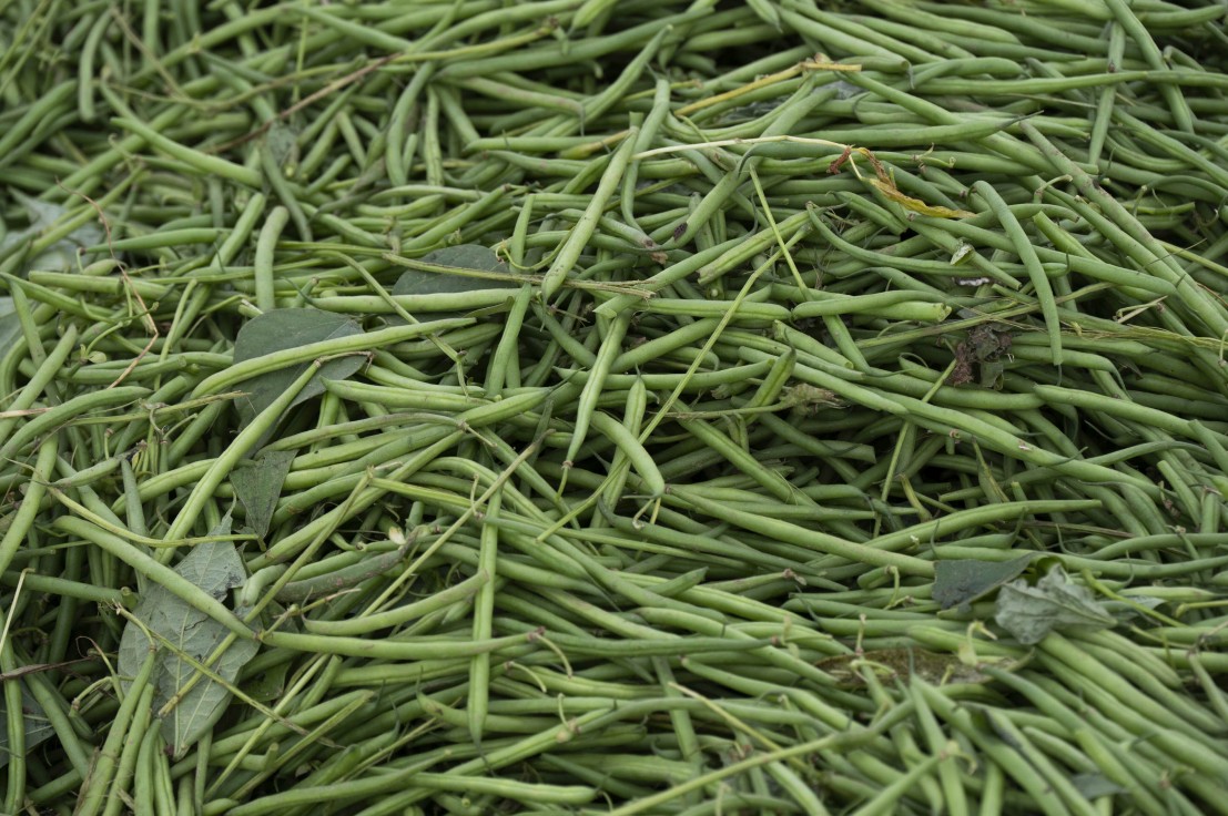 Haricots verts