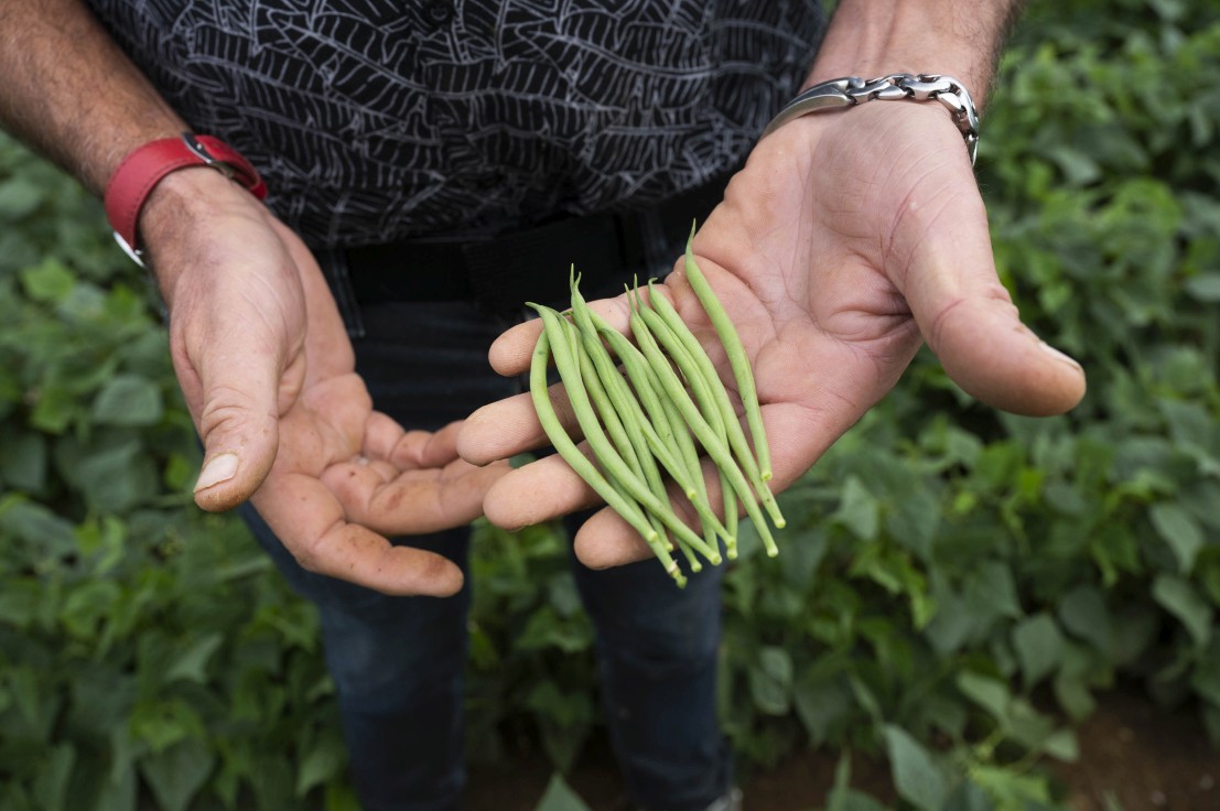 Agriculteur observant des haricots verts