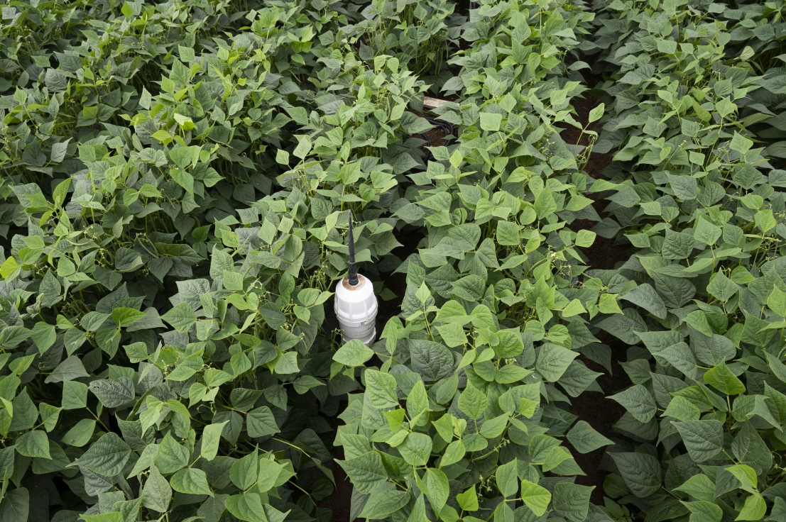 Sonde dans un champ de haricots verts