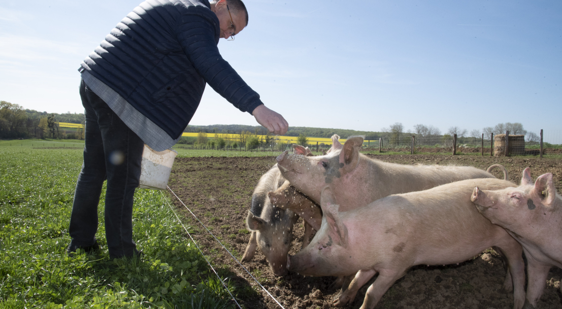 Cochons en train de manger