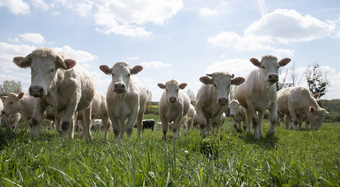 Vaches dans un pré