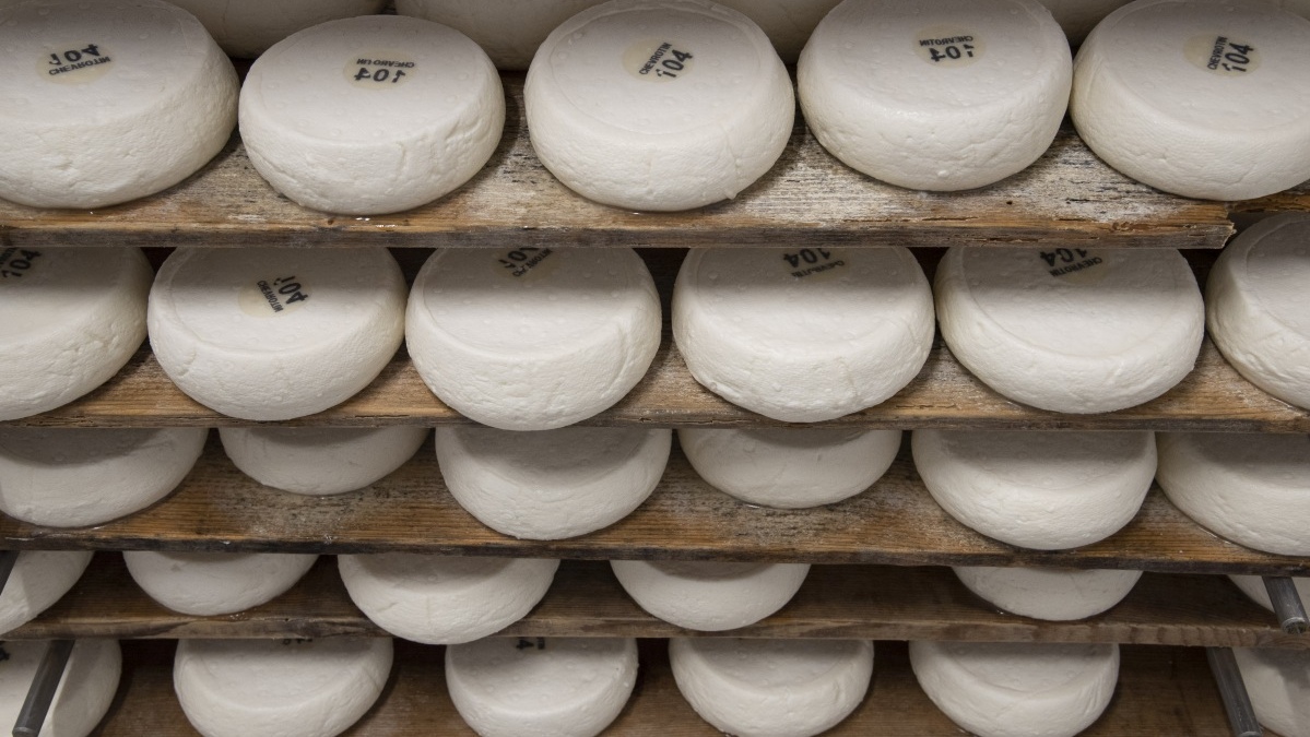 Fromages en cours d'affinage sur des planches de bois