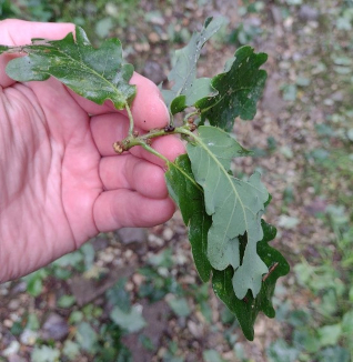 Chutes de rameaux et foliaires le 26 juin dans le Doubs (Saône) 