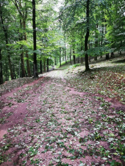 Chutes de rameaux et foliaires le 26 juin en Haute-Saône (Fougerolles)