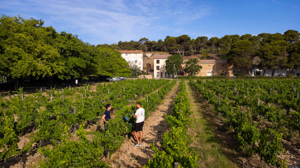 Plan en drone au-dessus de chercheurs qui analysent des vignes