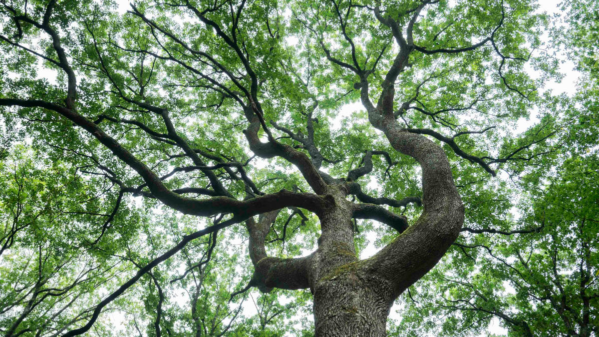 Un chêne en forêt domaniale de Rambouillet