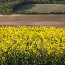 Champs de colza