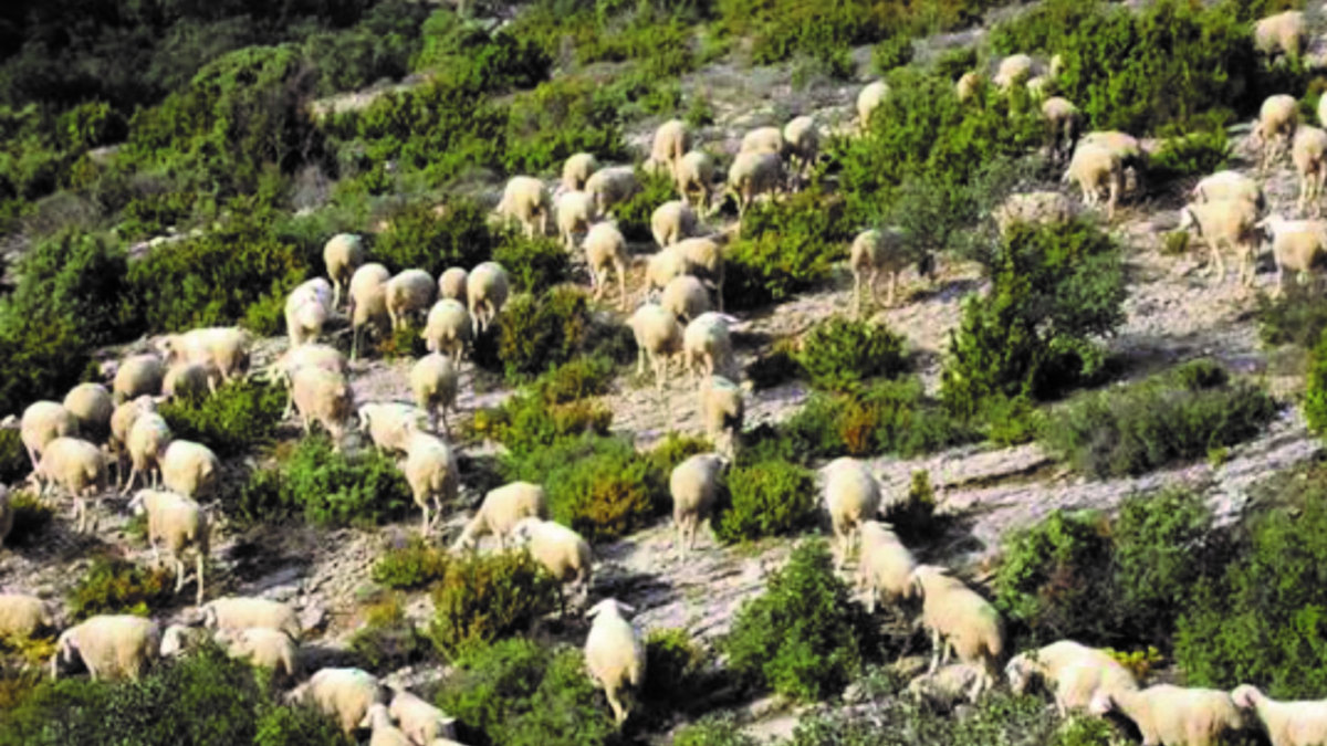 Pâturage extensif en garrigues, Hérault