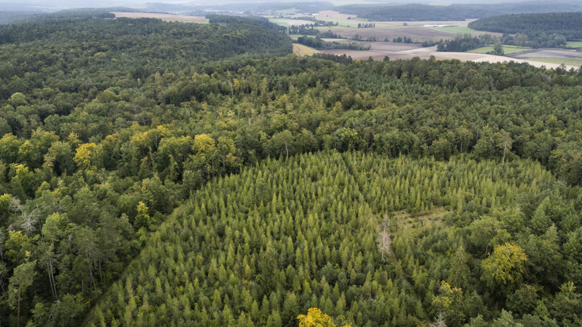 Parcelle de forêt replantée