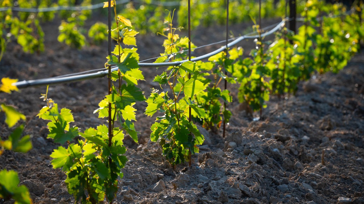 Rangée de vignes arrosées au goutte-à-goutte