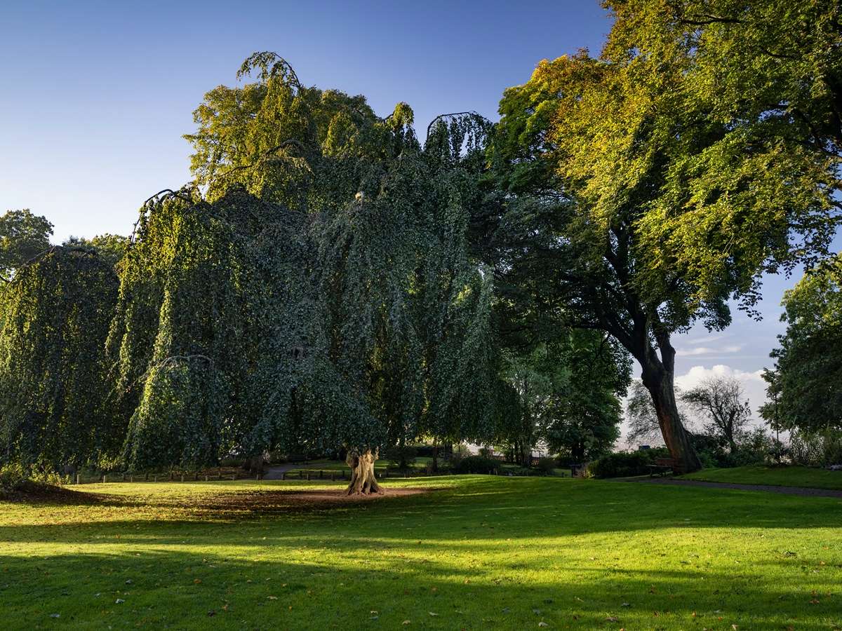 Photo du Hêtre pleureur de Cassel 