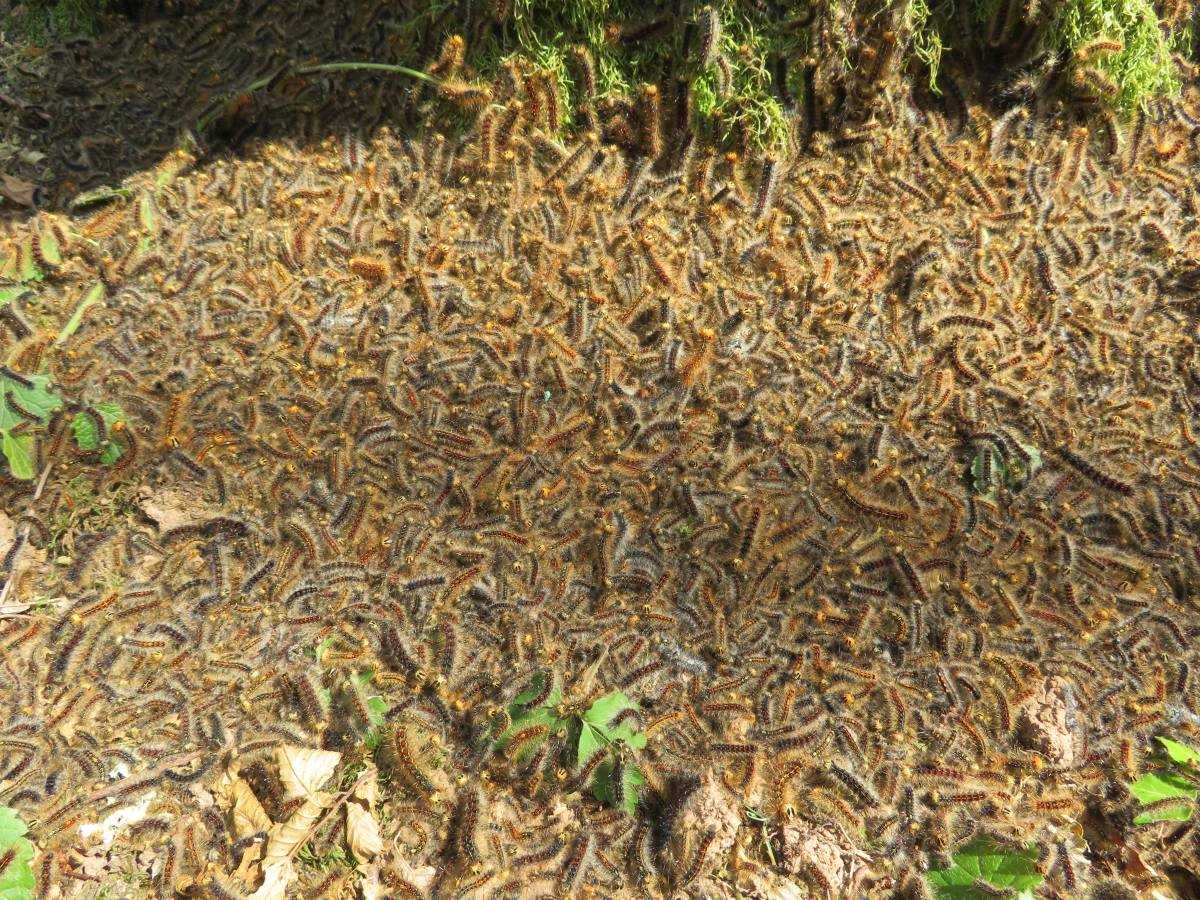 Chenilles de bombyx disparate 