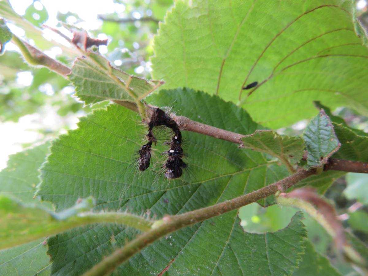 Chenille sur une branche et feuille d'arbre