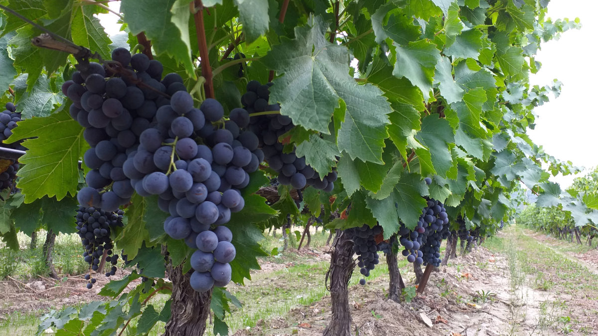 Muscat du Ventoux