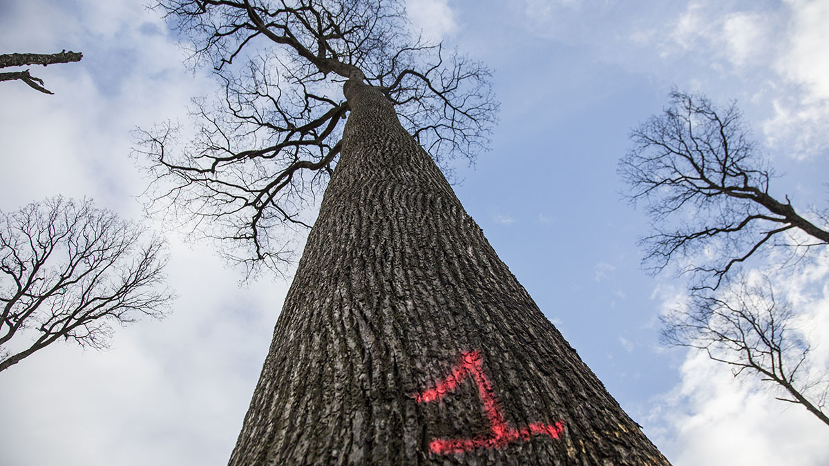 Chêne en forêt domaniale de Bercé