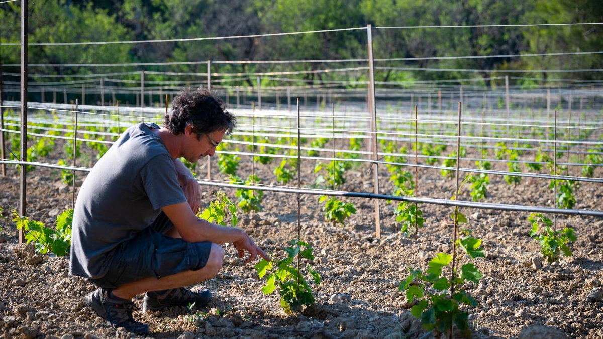 Chercheur observant la pousse des pieds de vigne