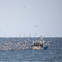 Chalutier sur la mer entouré de mouettes