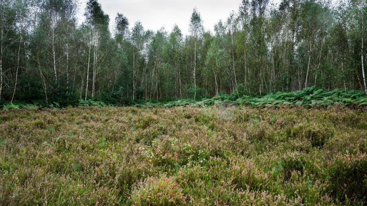 Réserve biologique dirigée en forêt de Rambouillet