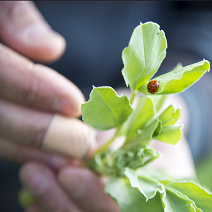 une feuille d'arbuste tenue par une personne en gros plan une coccinelle se balade sur la feuille