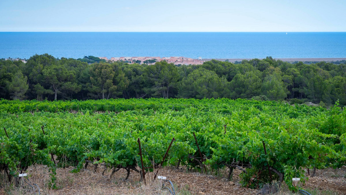 Vignes en front de mer