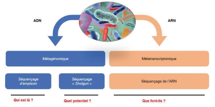 Méthodes d’analyse du microbiote ruminal