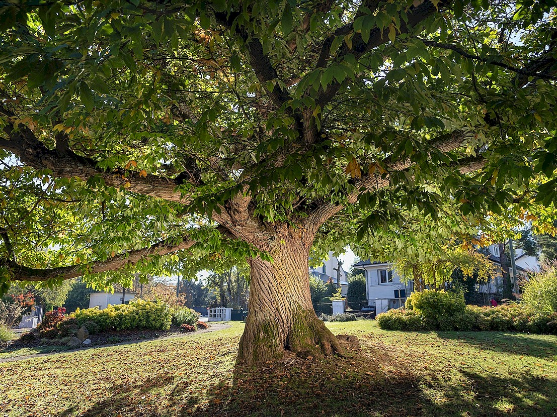 Châtaigner sur une place dans une commune des Yvelines.