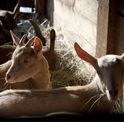 Chevreau