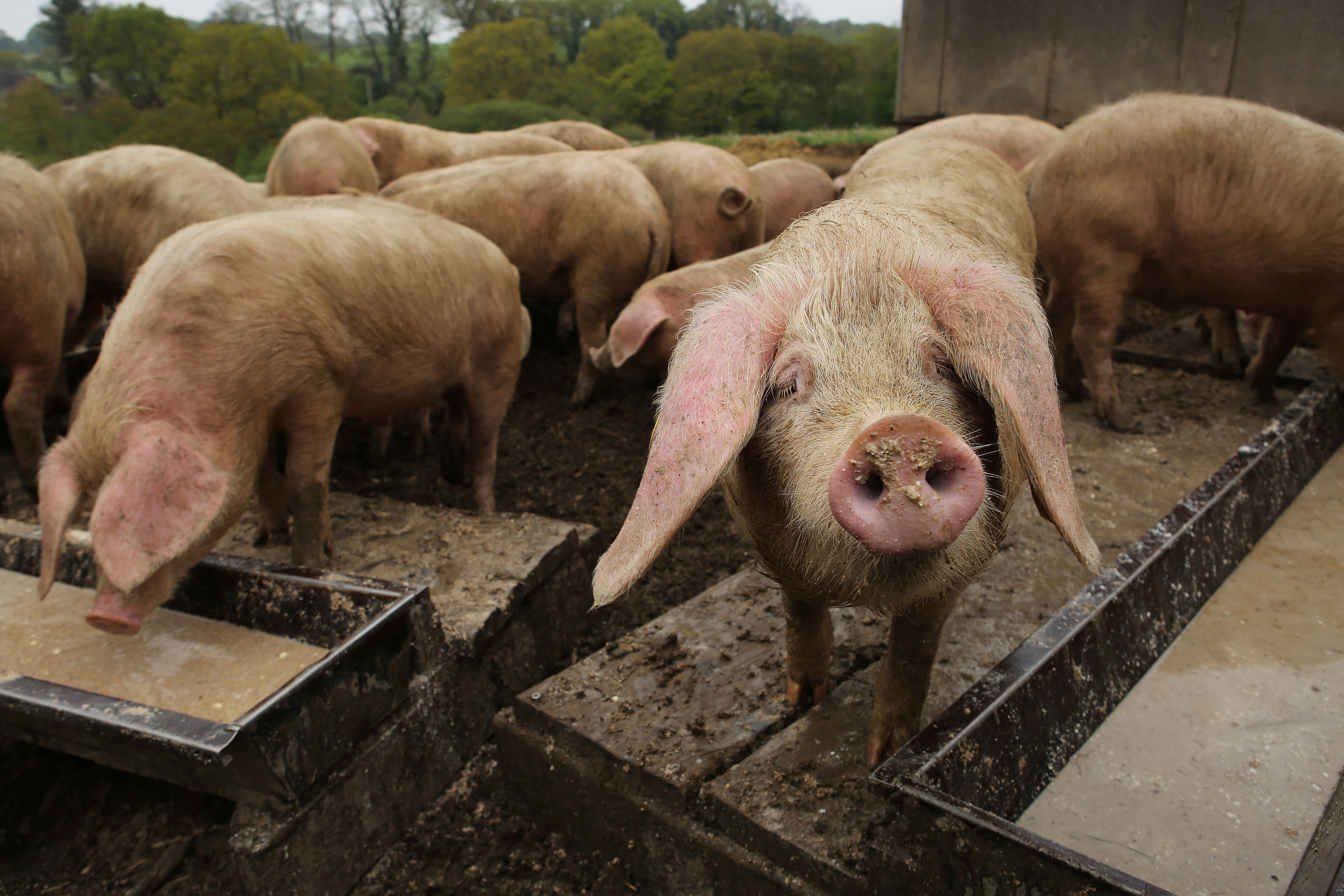 Porc blanc de l'ouest