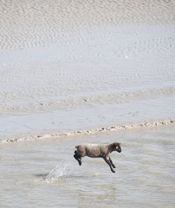 Prés-salés de la baie de Somme © Xavier Remongin / Min.agri.fr