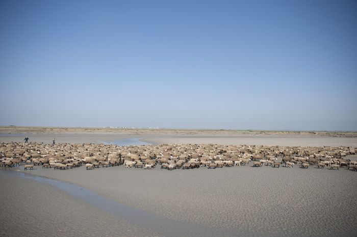 Prés-salés de la baie de Somme © Xavier Remongin / Min.agri.fr