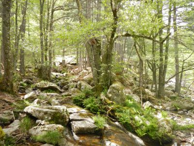 Forêt de corse © Laetitia Poffet