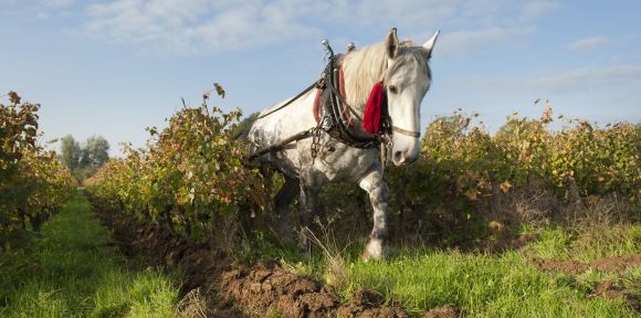 ©Pascal.Xicluna/Min.Agri.Fr