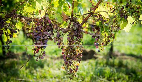 © Pascal Xicluna / Min.agri.fr