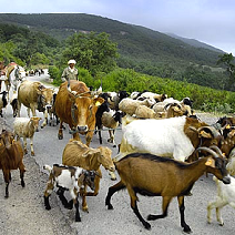 Troupeau sur les routes de Kroumirie en Tunisie © Nicolas Fauqué - tunisiadalyphoto