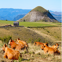 Vaches aux bondons ©Fotolia