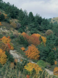 Massifs forestiers classés en forêts de protection (Jack Raymond, ONF)