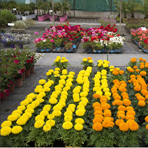 plants de fleurs posés au sol