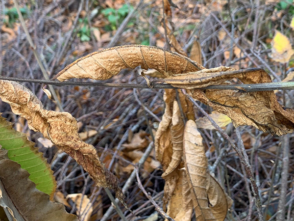 Lésion de Phytophthora ramorum sur châtaignier