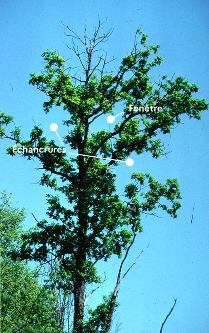 arbre présentant un manque de ramifications phénomènes de fenêtre et d'échancrure