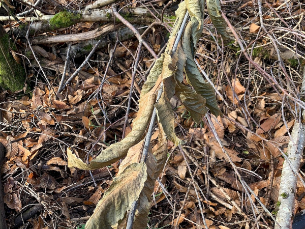 Lésions de Phytophtora ramorum sur feuille de châtaignier