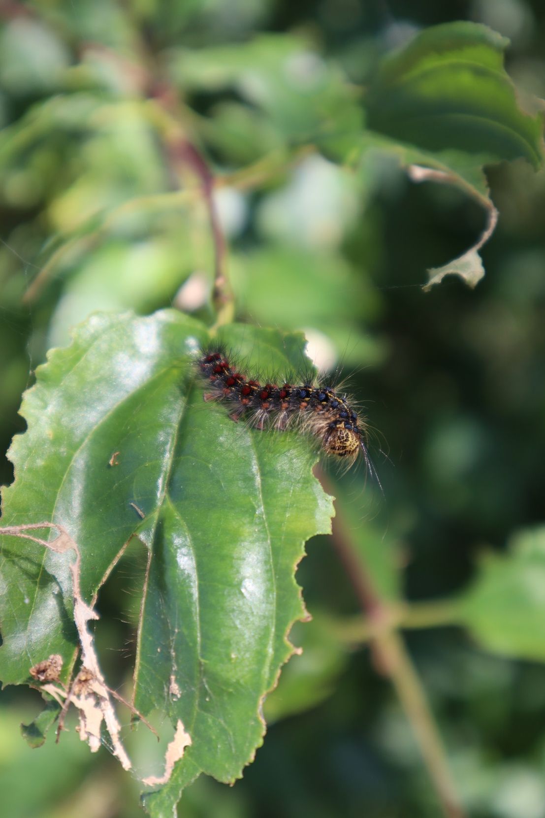 Chenille de bombyx disparate sur chêne