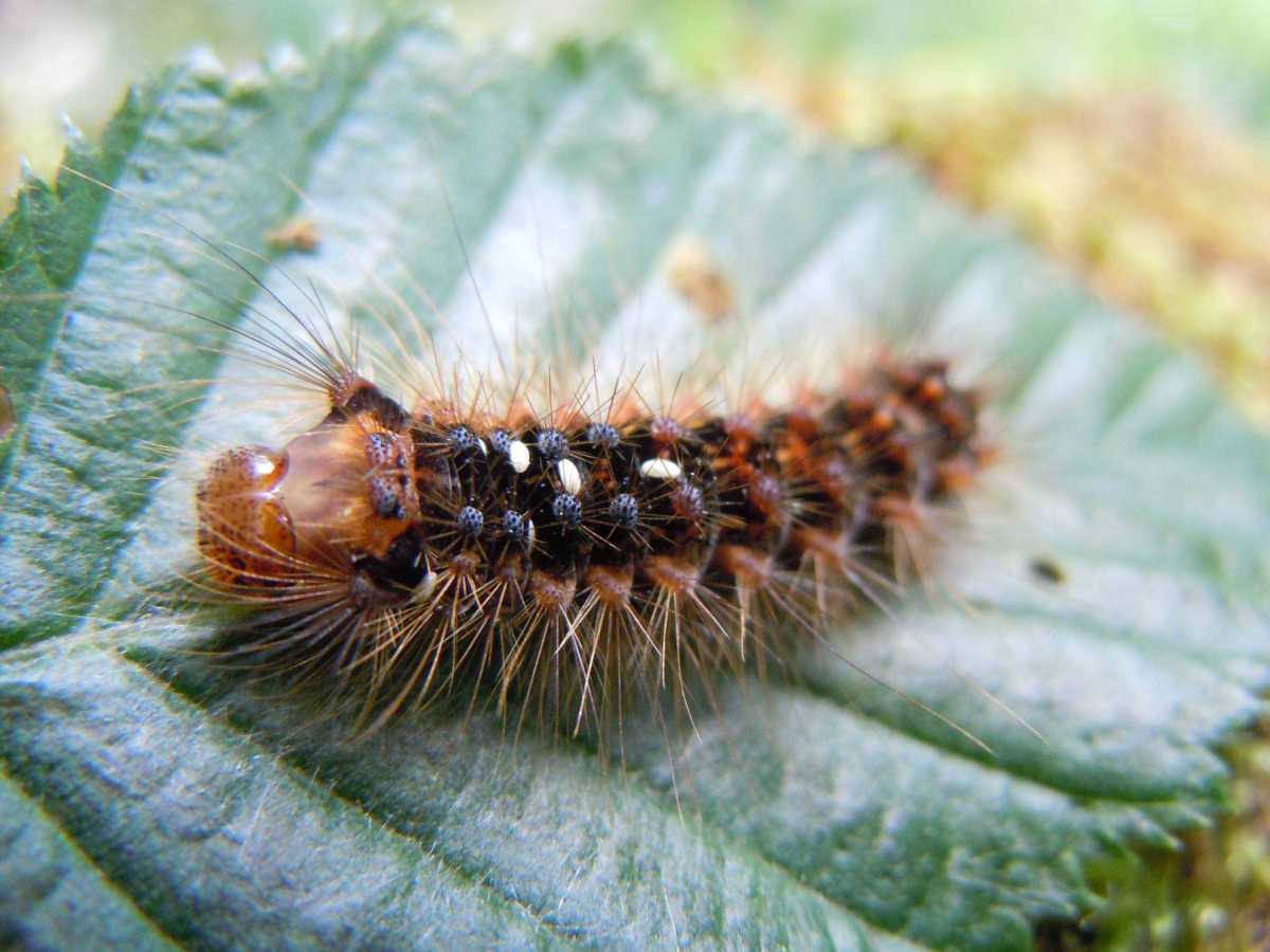 Chenille sur une feuille d'arbre