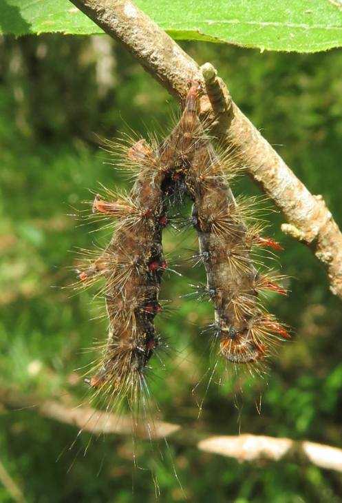 Chenille sur une branche d'arbre