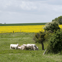 Bovins charolais dans un champs